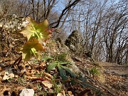 Monte Zucco ad anello ‘fiorito’ da S. Antonio via Sonzogno-26mar22 - FOTOGALLERY